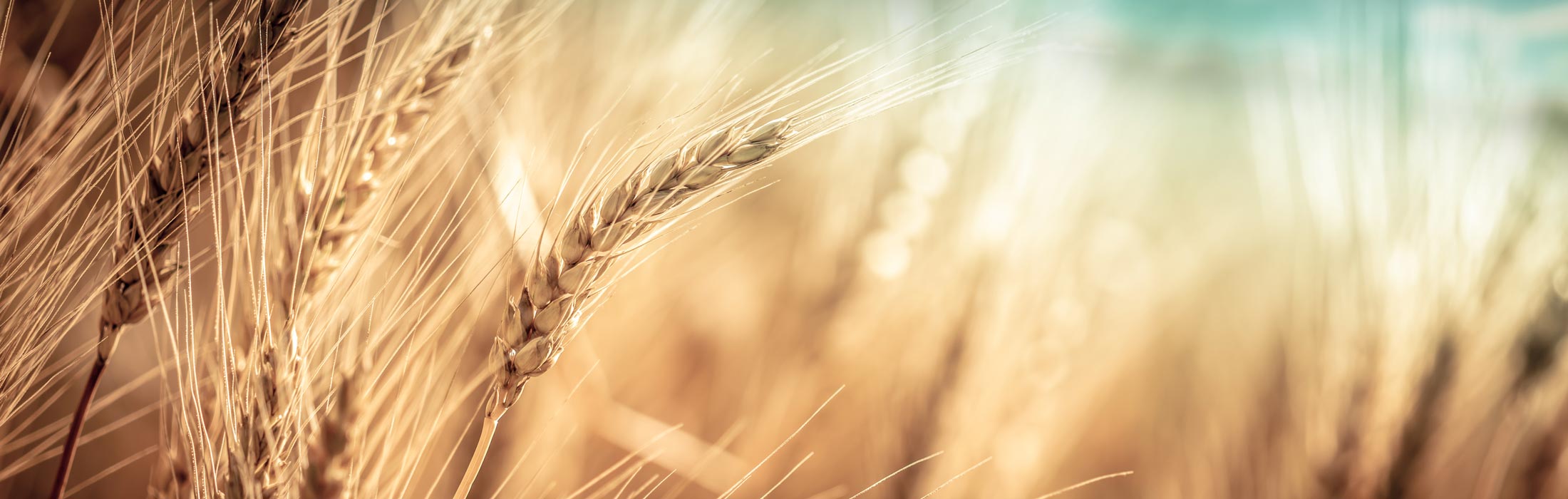 wheat in a wheat field